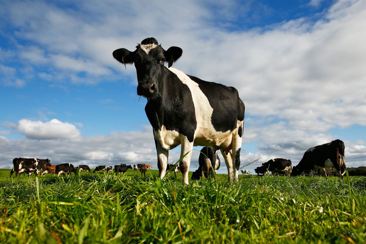 Danone Buys Australian Dairy Producer Made Group in Protein Push