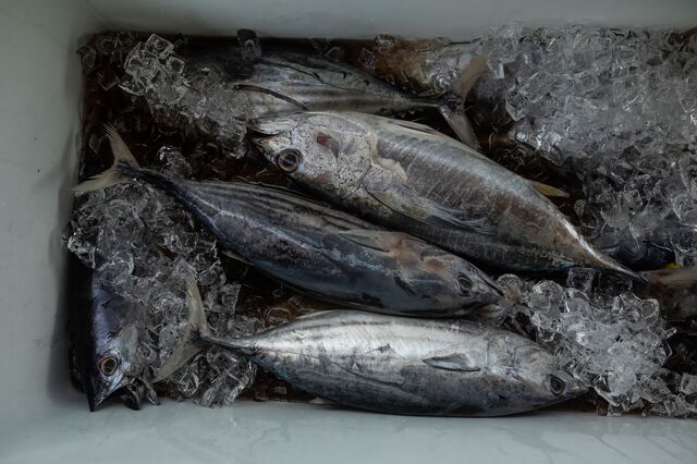 Bigeye tuna is sold alongside yellowfin and rainbow runner fish at BOFI's on-site market. 