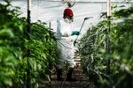 A worker sprays plants&nbsp;at a cannabis farm near Watsonville, California.