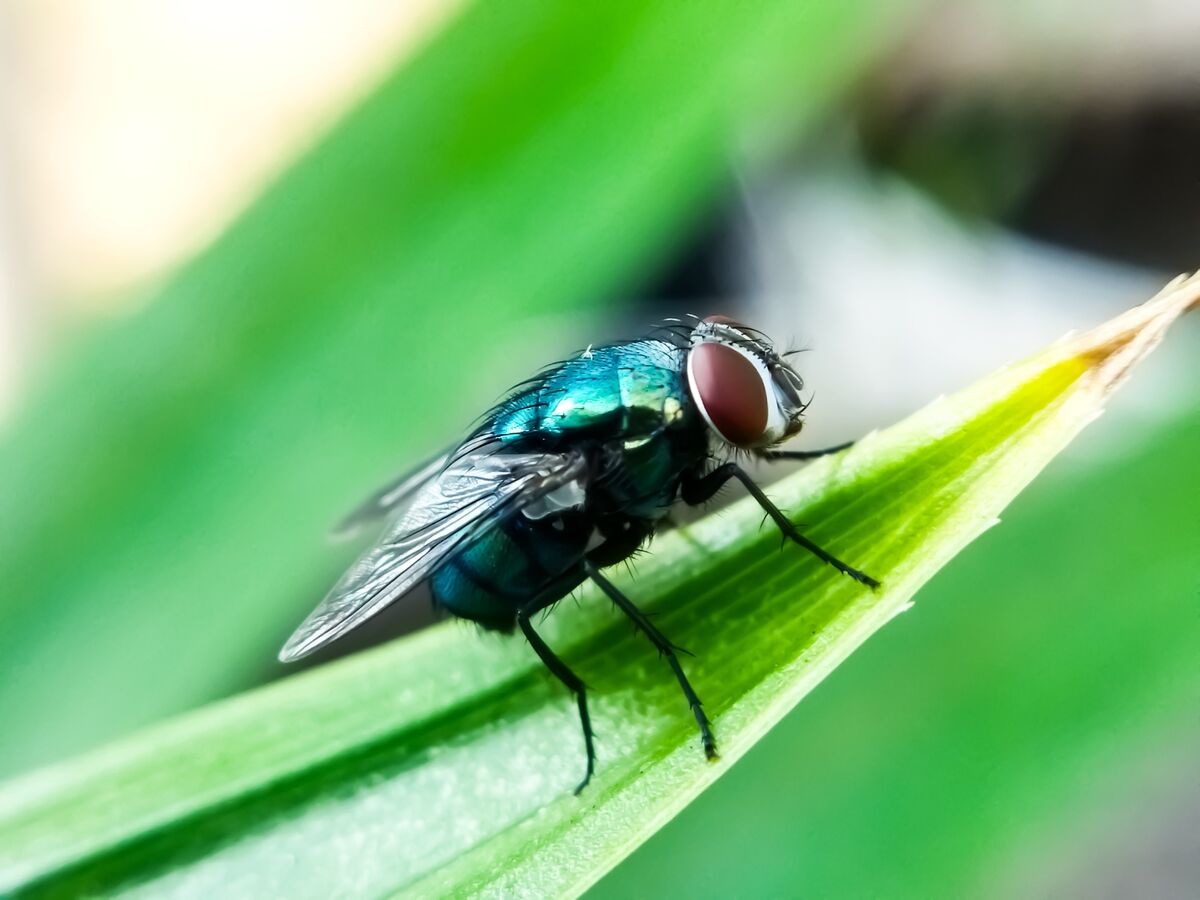 Why a Single Screwworm Parasite Found in the US Is Raising Alarm