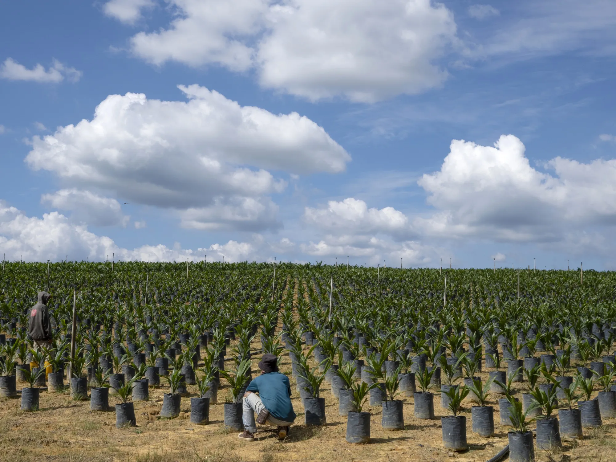 Palm oil plantations represent a far bigger threat.