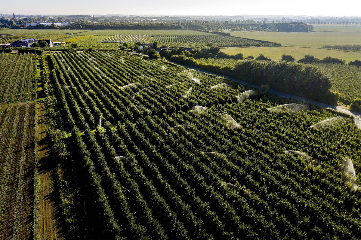 Dutch No Longer Want to Be One of World's Top Agro Exporters - Bloomberg