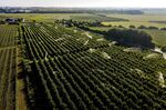 A fruit plantation is being irrigated in Buren, Netherlands.&nbsp;