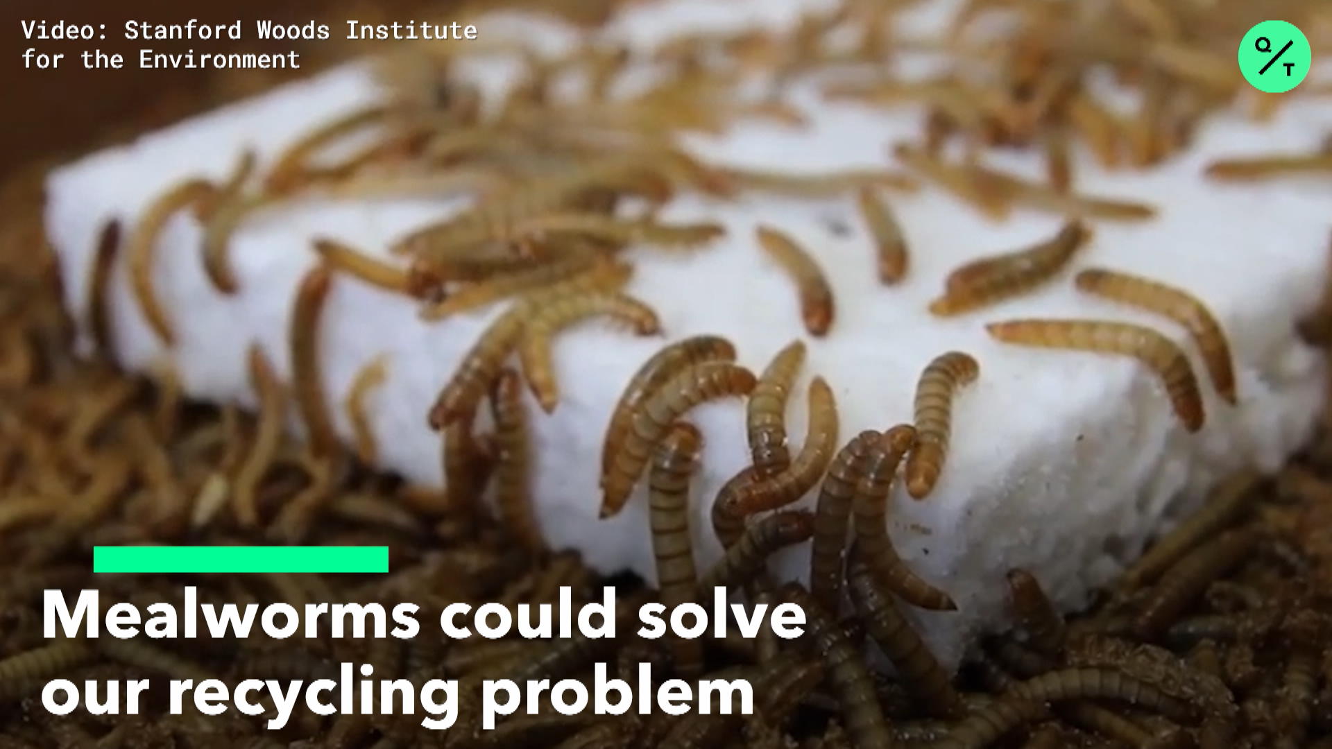 Watch Mealworms Can Safely Eat Styrofoam Bloomberg