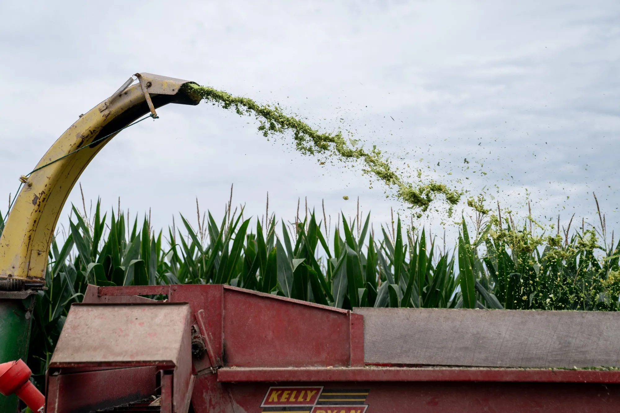 Corn stalks are chopped for animal feed on a farm in Tiffin, Iowa&nbsp;on August 13.