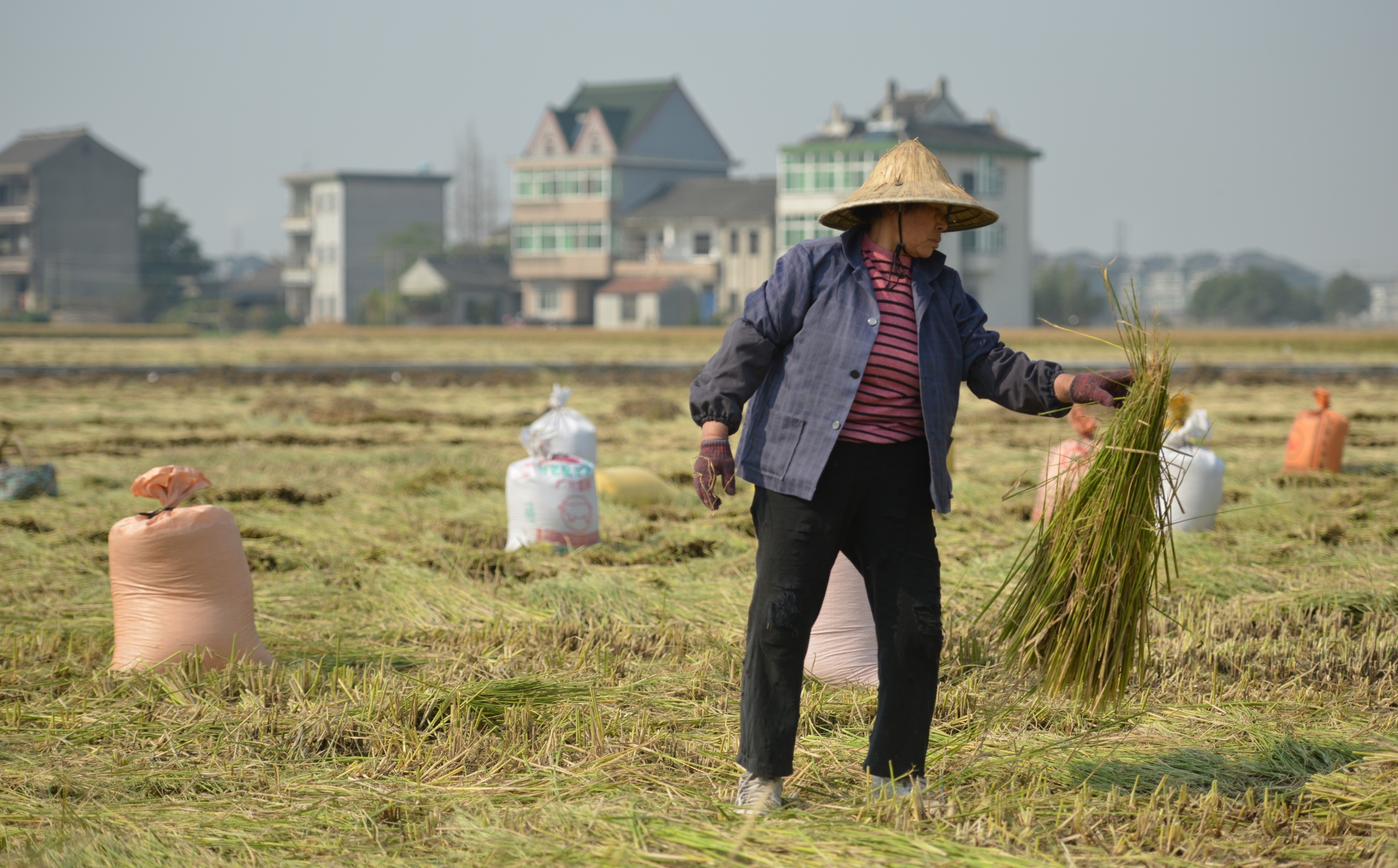 China's Biggest Farming Province Is Now Majority Urban - Bloomberg