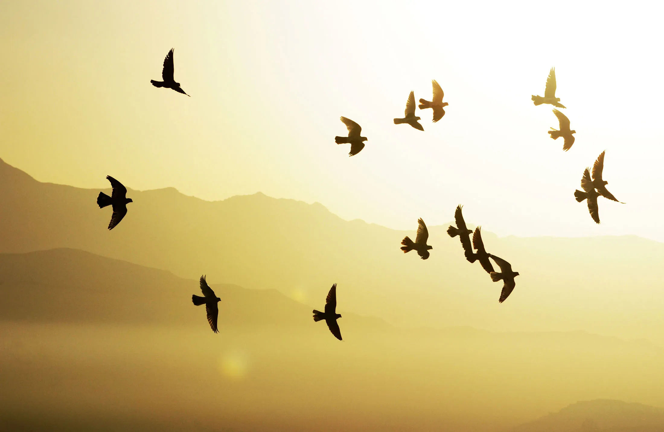AFGHANISTAN-SOCIETY-PIGEON