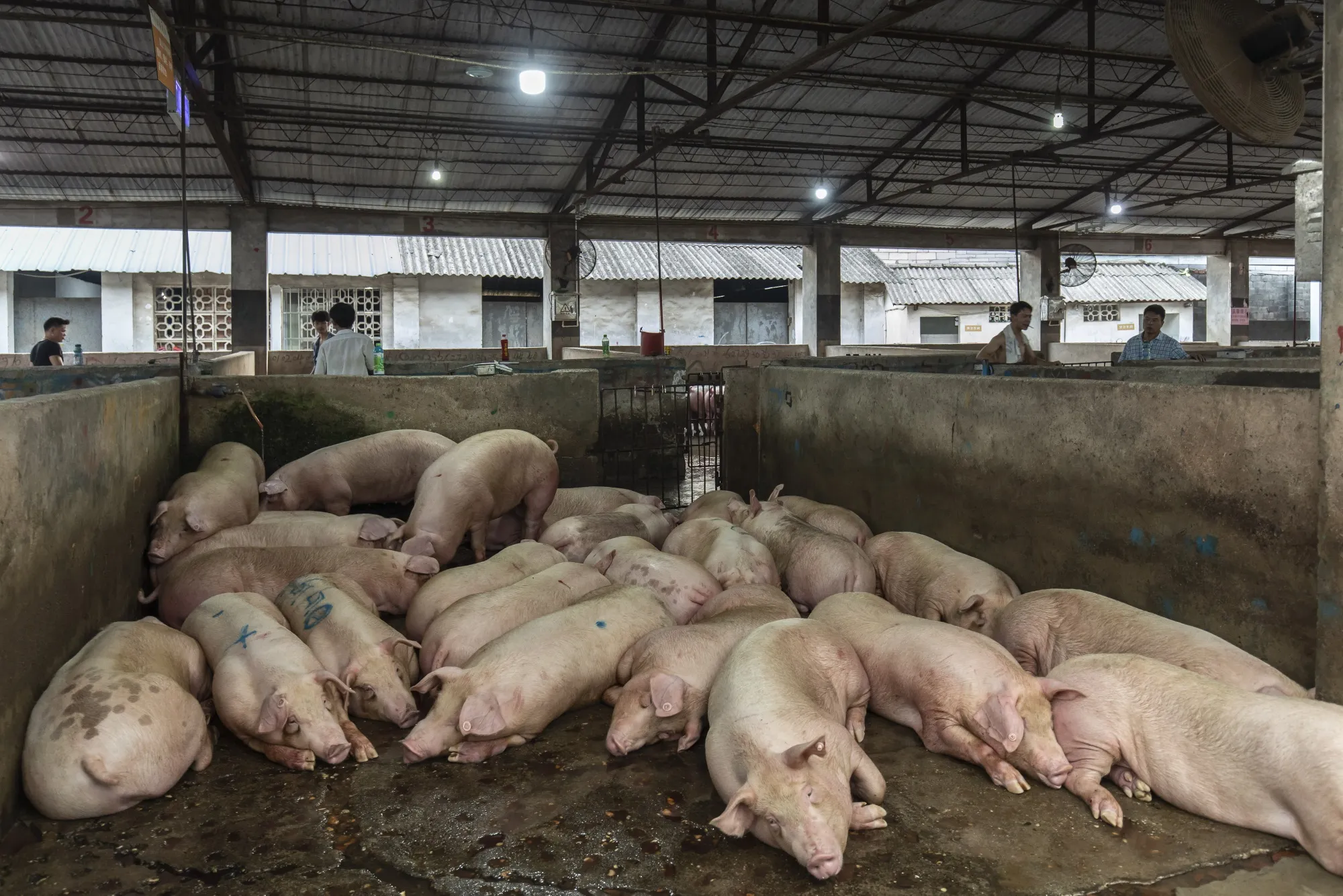 Buyers browse pigs in a holding pen at a wholesale market in Nanning.