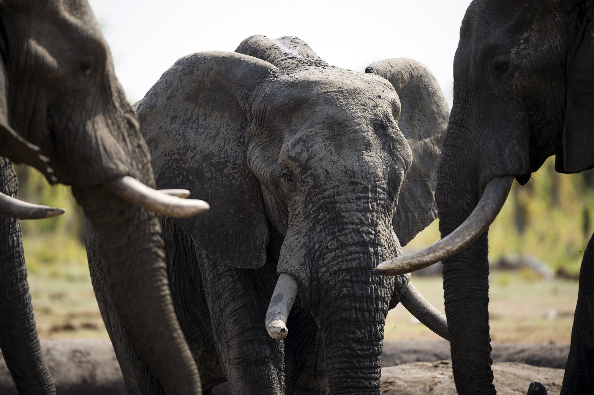 Zimbabwe Considers Mass Elephant Killing, First Time Since 1988 - Bloomberg