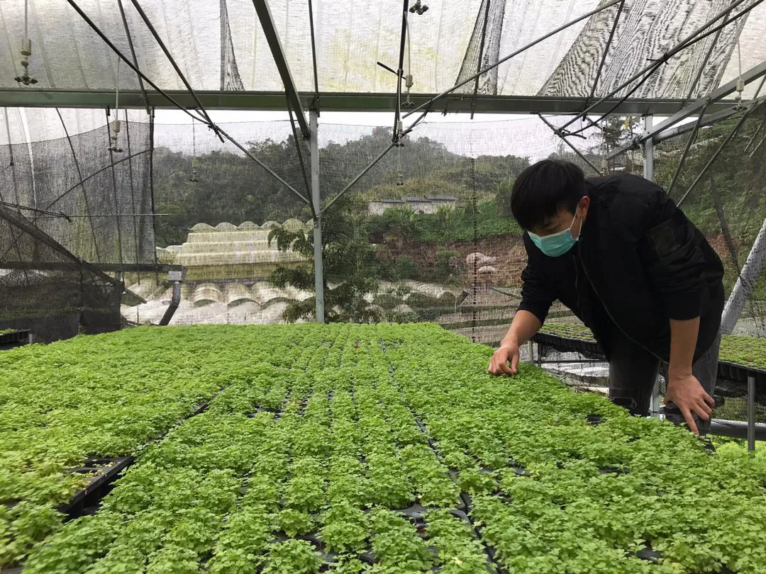 A farmer checks produce at Cameron Highlands.