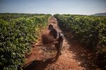 A worker harvests coffee on a farm in Brazil.