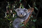 A young female koala.