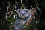 NSW Works To Save The Koala As Bushfires, Habitat Loss And Disease Threaten Future Of Australia's Iconic Animal