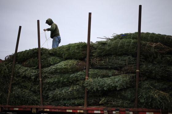 Christmas Tree Sellers Run Into Surprise Covid Costs