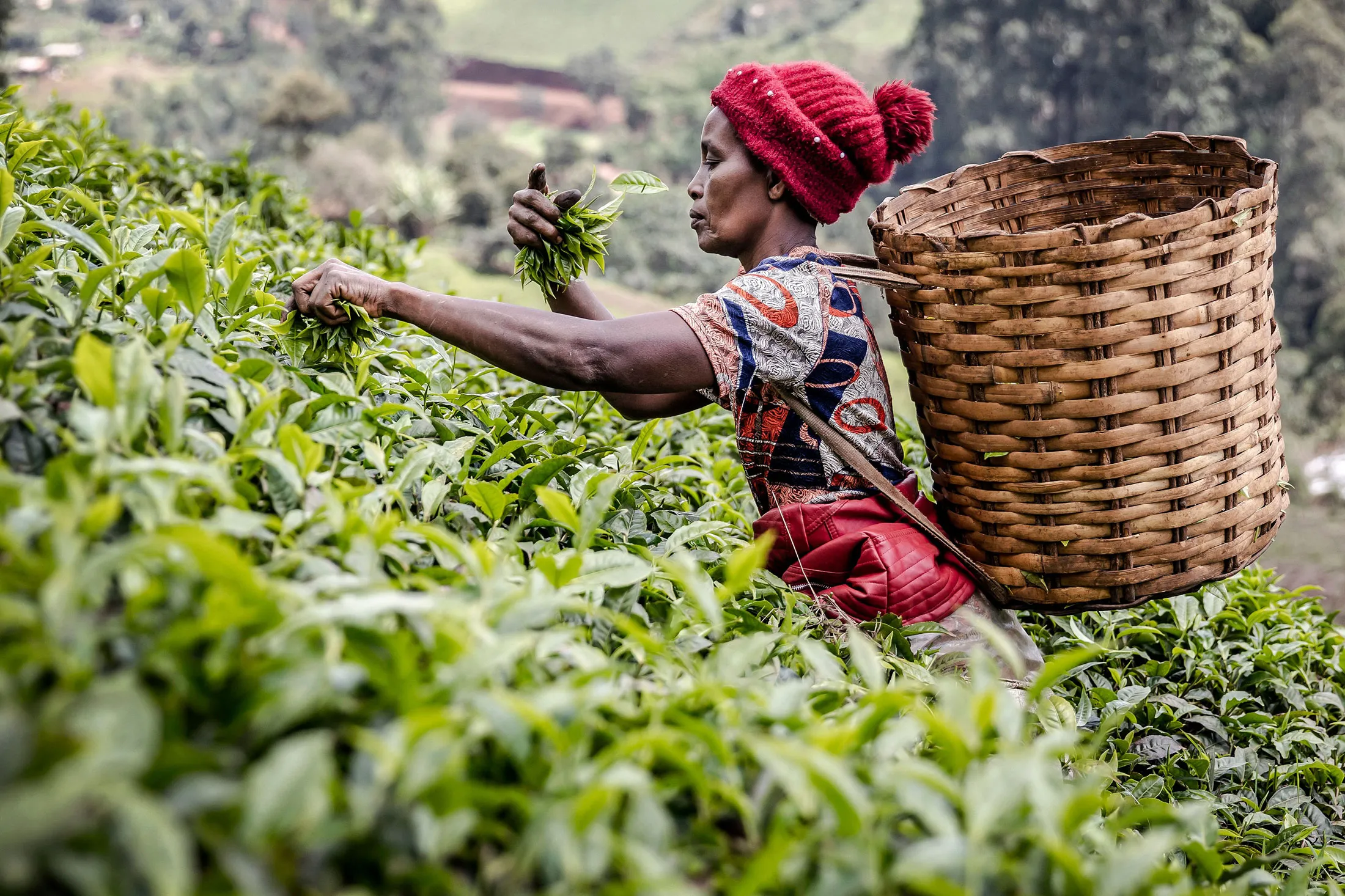 Biggest Buyers of Kenya's Black Tea Help Propel Earnings by 31% - Bloomberg