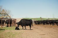 A Black Angus Cattle Ranch Amid Meat Shortages