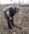 Norman Hardie demonstrates how he has to bury chardonnay vines in winter at his eponymous winery in Wellington, Ontario on Nov 5, 2016