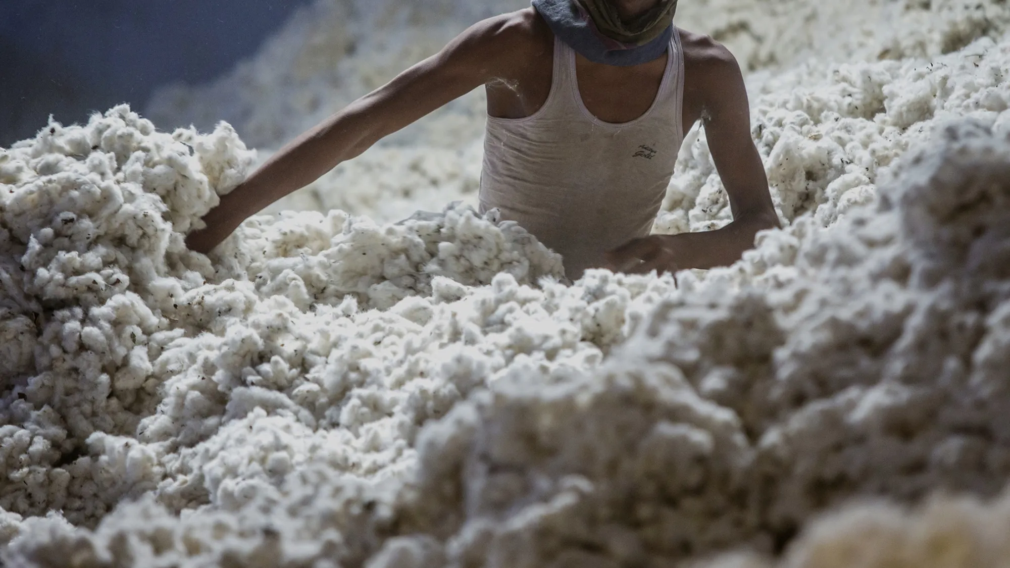 A worker wades through cotton at a ginning mill in Pilibanga, Rajasthan, India, on Wednesday, Nov. 5, 2014.
