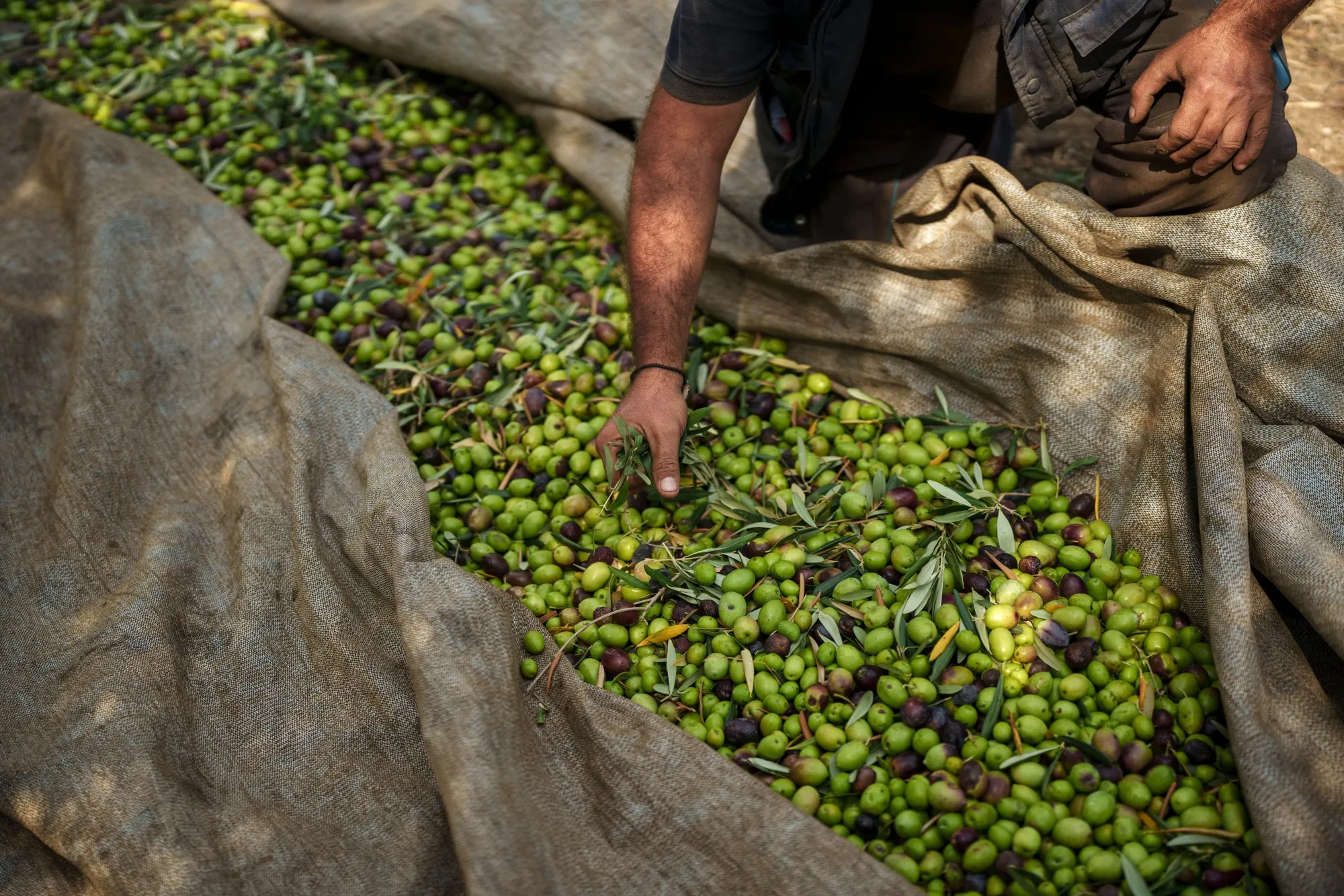 A worker removes leaves and branches from harvested olives for olive oil production near the village of Yerakini, Halkidiki, Greece.