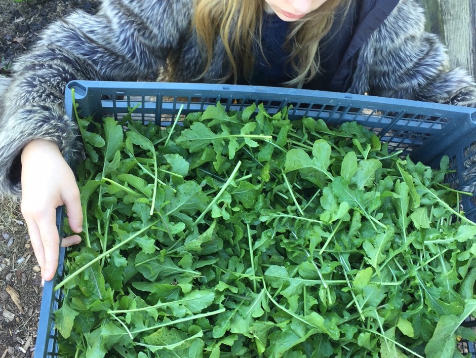 One of the Callahan children with a basket of arugula