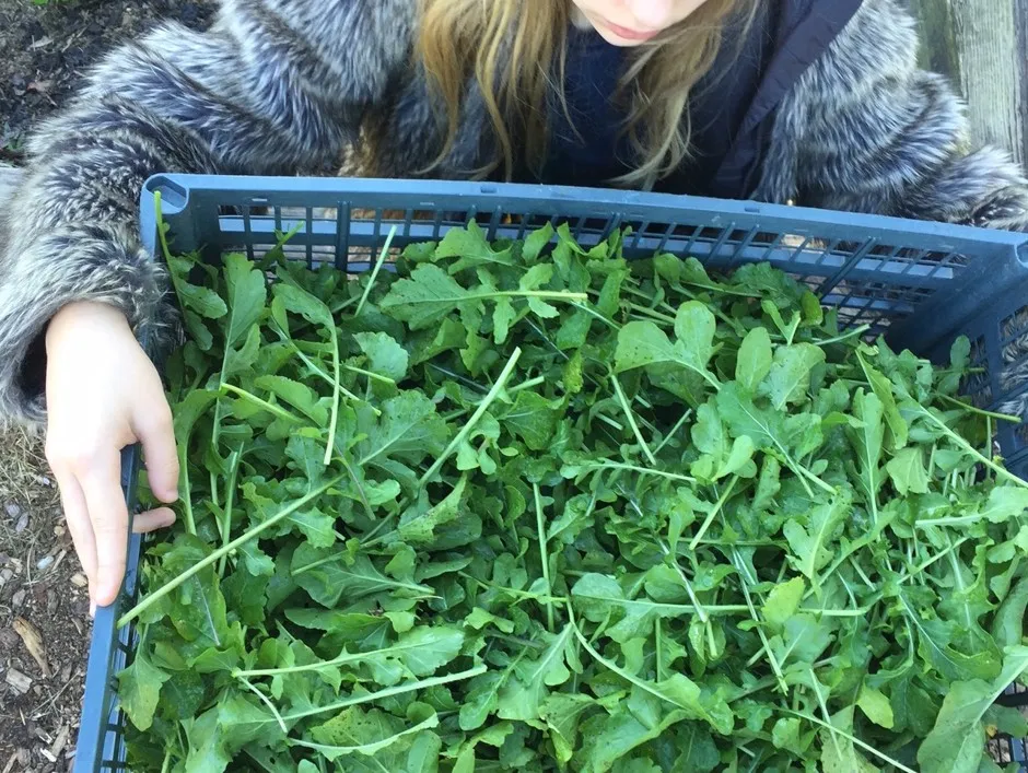 One of the Callahan children with a basket of arugula