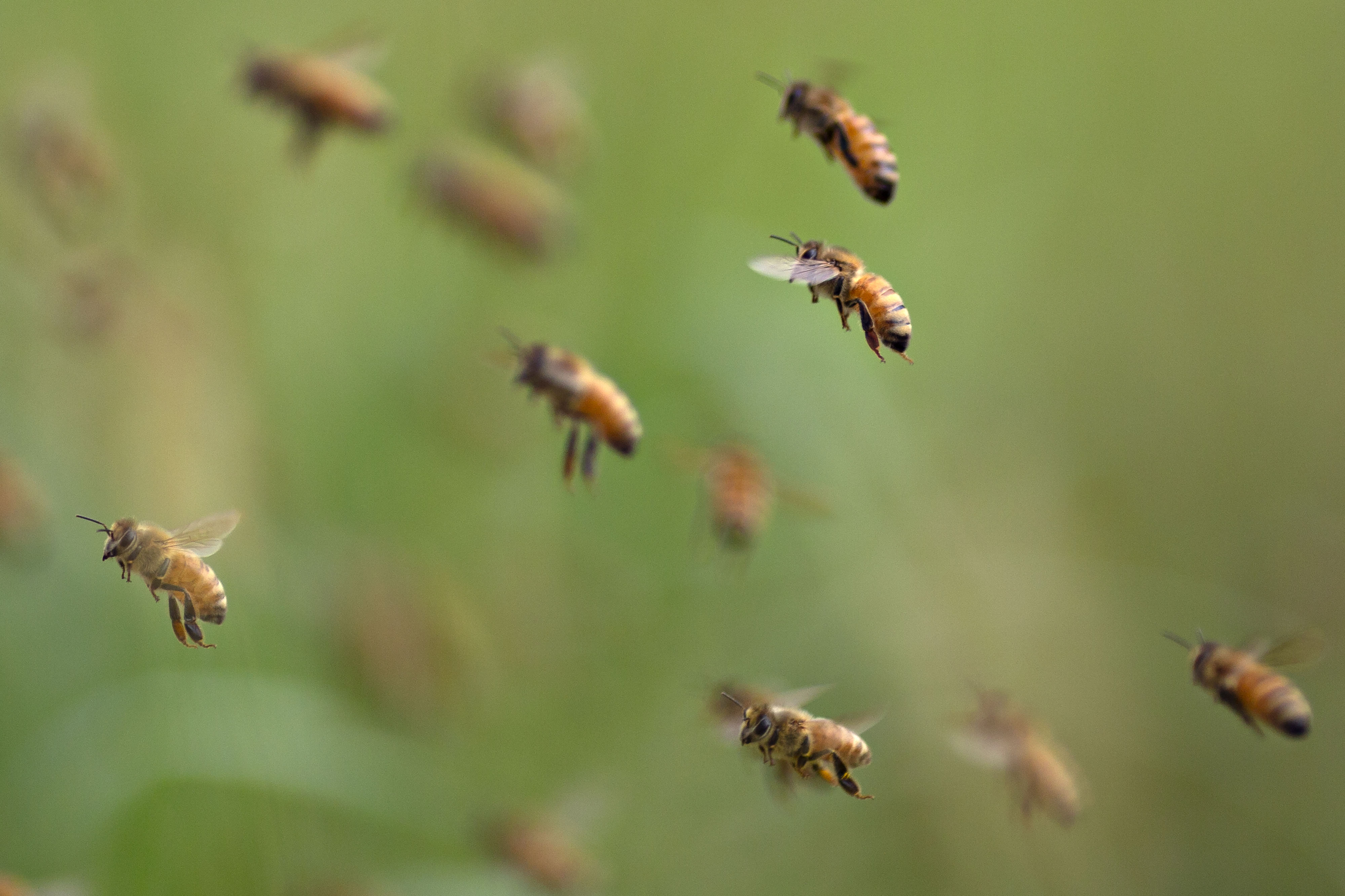 Bayer Loses Fight Over Insecticides Ban That EU Blamed for Killing