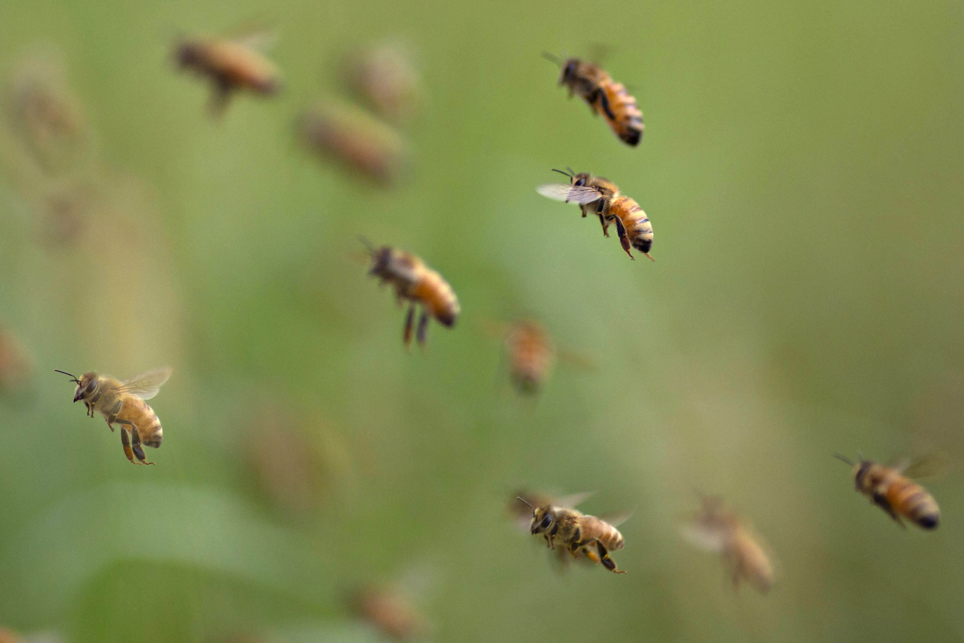 Honey bees.