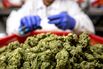 Operations At Glass House Brands New 5.5 Million Square Foot Cannabis Farm