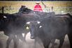Cattle at a farm in the outskirts of Gunnedah, New South Wales, Australia
