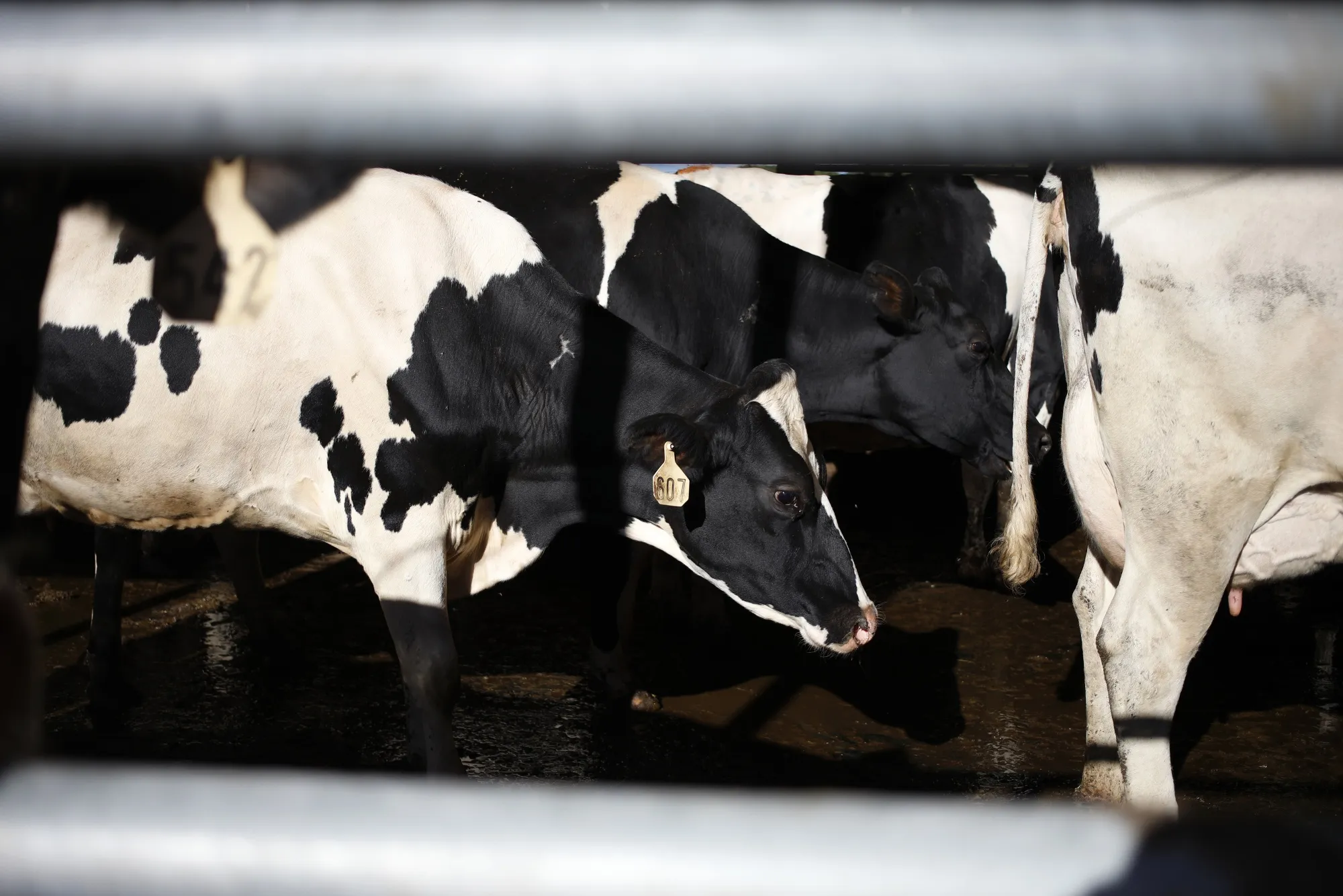 Dairy cows at a farm in Crestwood, Kentucky.