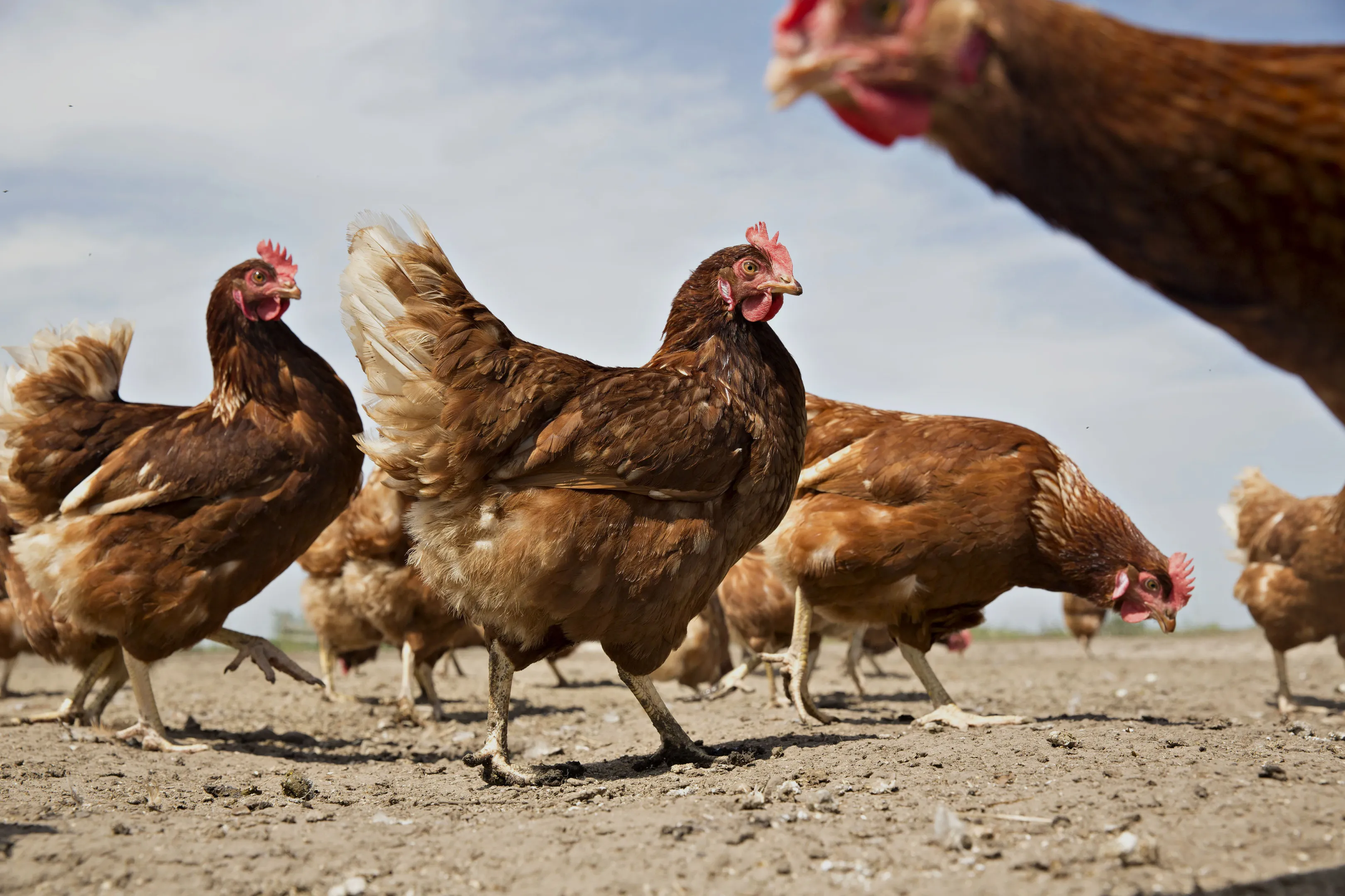 Chickens