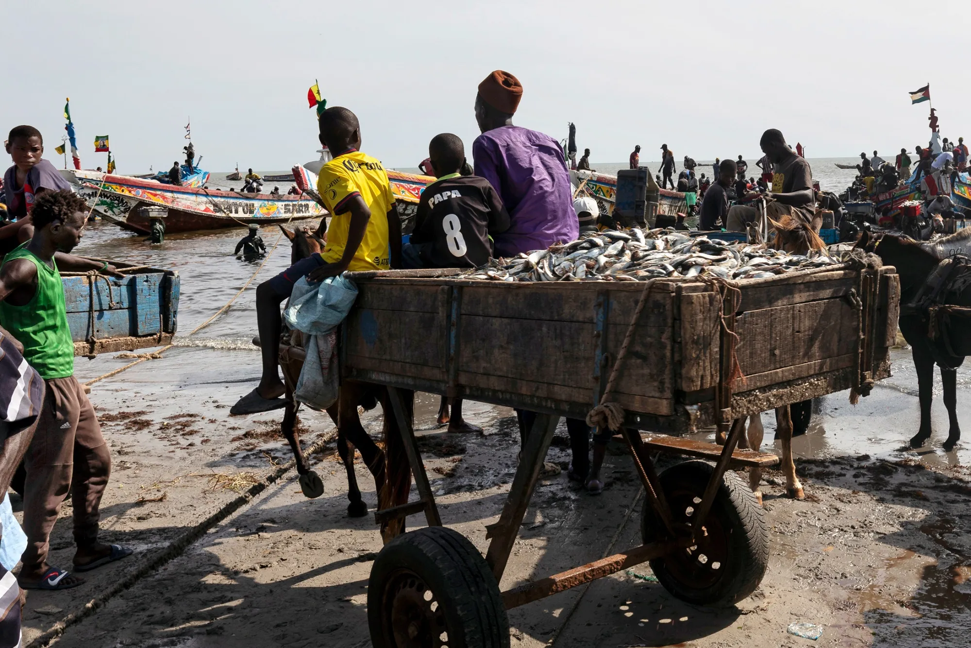A cartload of&nbsp;sardinella at the&nbsp;fishing port in Joal, Senegal.