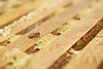 Honey Collection As Climate Change May Affect Honeybees