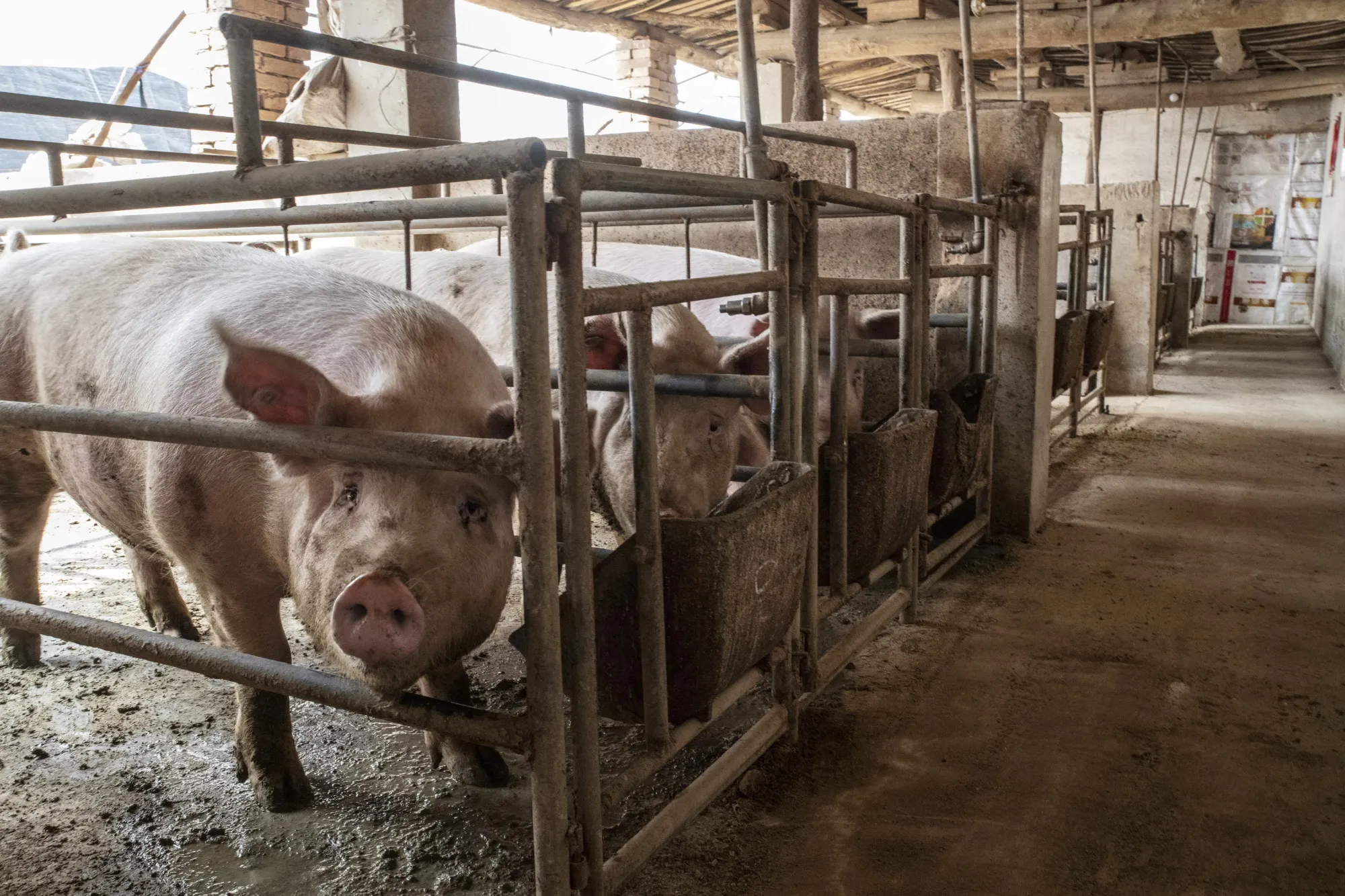 A pig farm in Hebei province.&nbsp;China is the world’s top pork producer.