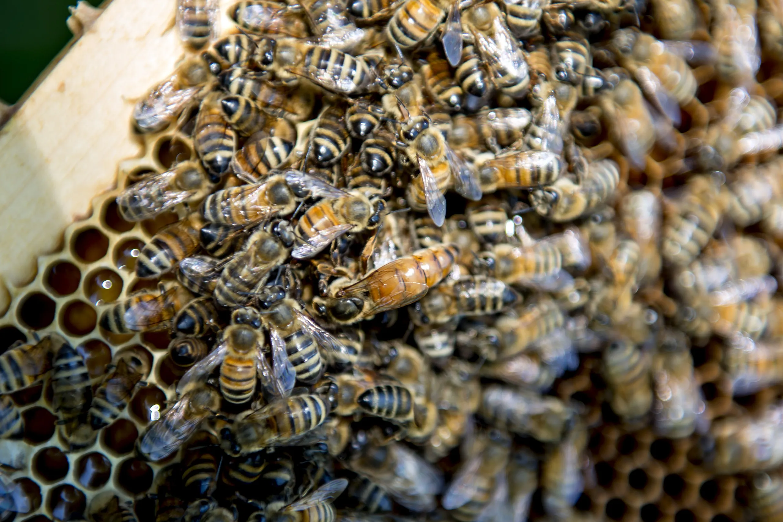 Carniolan honey bees climb on the frame of a hive