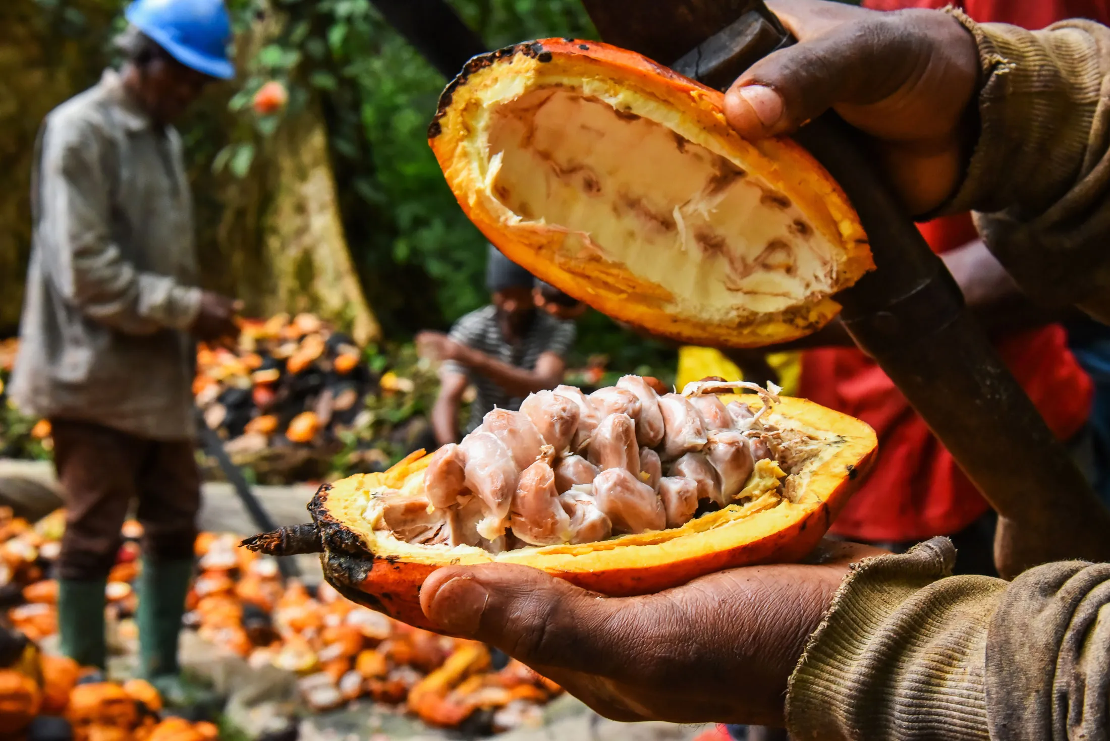 A planter holds a cocoa pod at a field in Essessana, a village in Cameroon, in 2022.