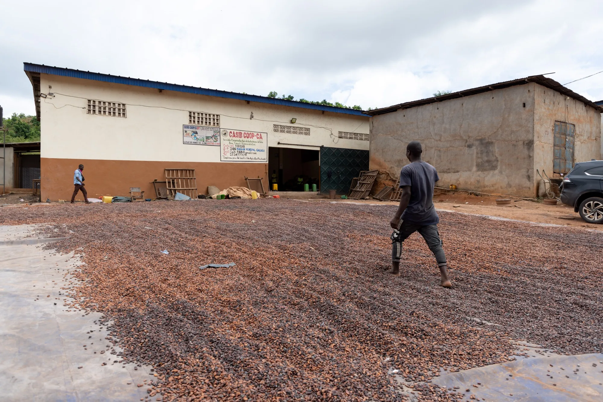Cocoa beans dry outside in Daloa, Ivory Coast.