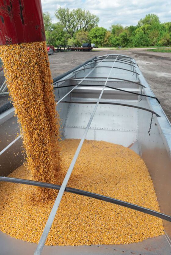 Soon-to-Be-Obsolete Corn Finds New Home as ‘Green’ Cattle Feed