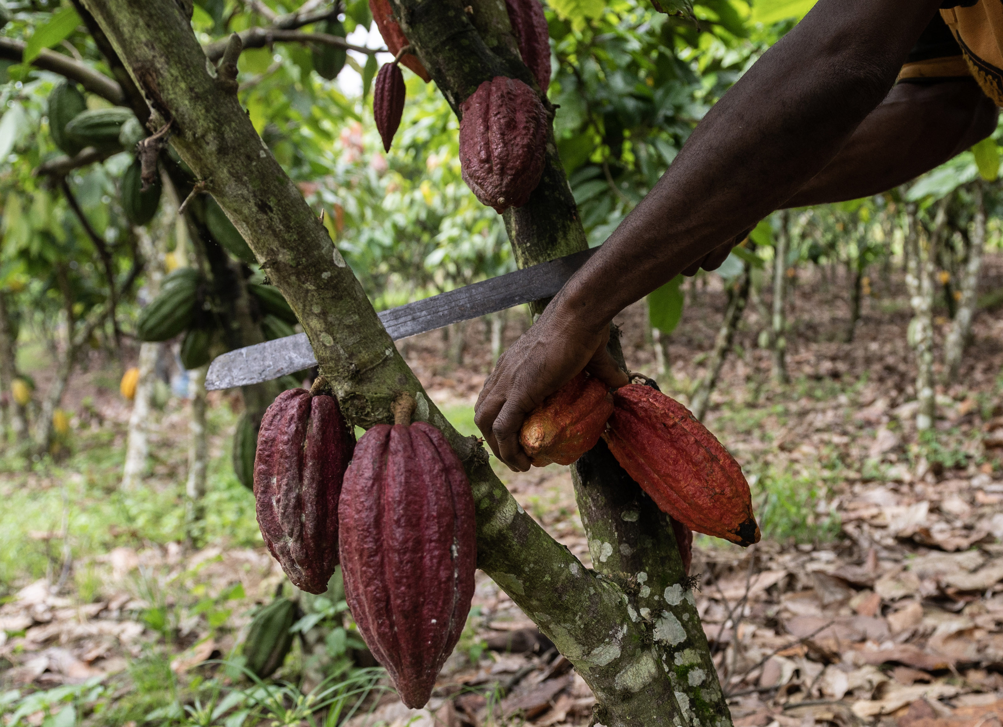 In Ivory Coast, the world’s top cocoa producer, large swaths of&nbsp;rainforest have been destroyed to grow more cocoa.