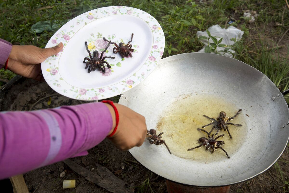 The Tarantula Hunters of Cambodia Bloomberg