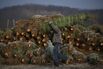 Christmas Trees Are Harvested In Pennsylvania 