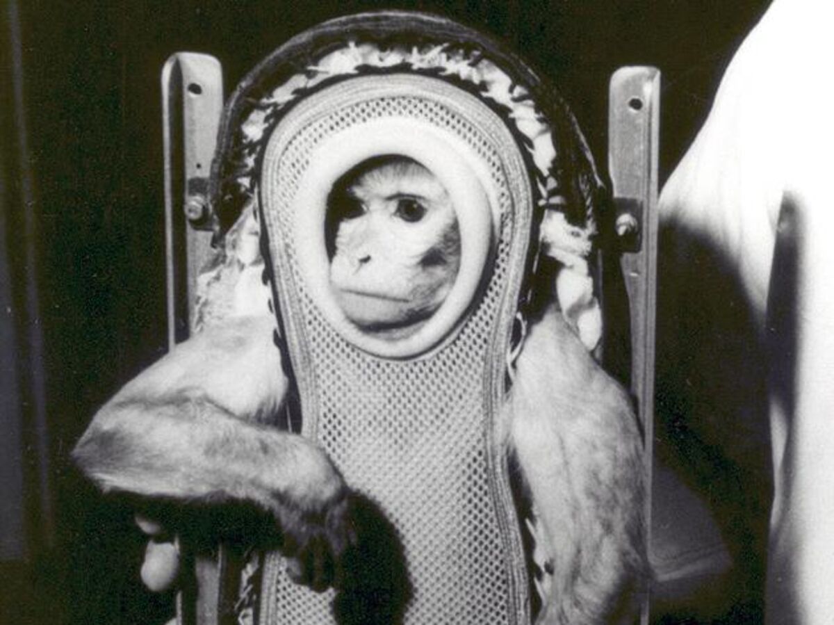 Animals in Space - Bloomberg