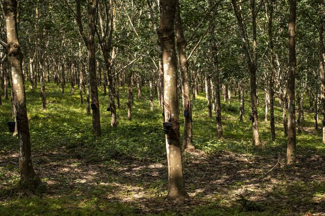 Latex drips into buckets attached to the trees.
