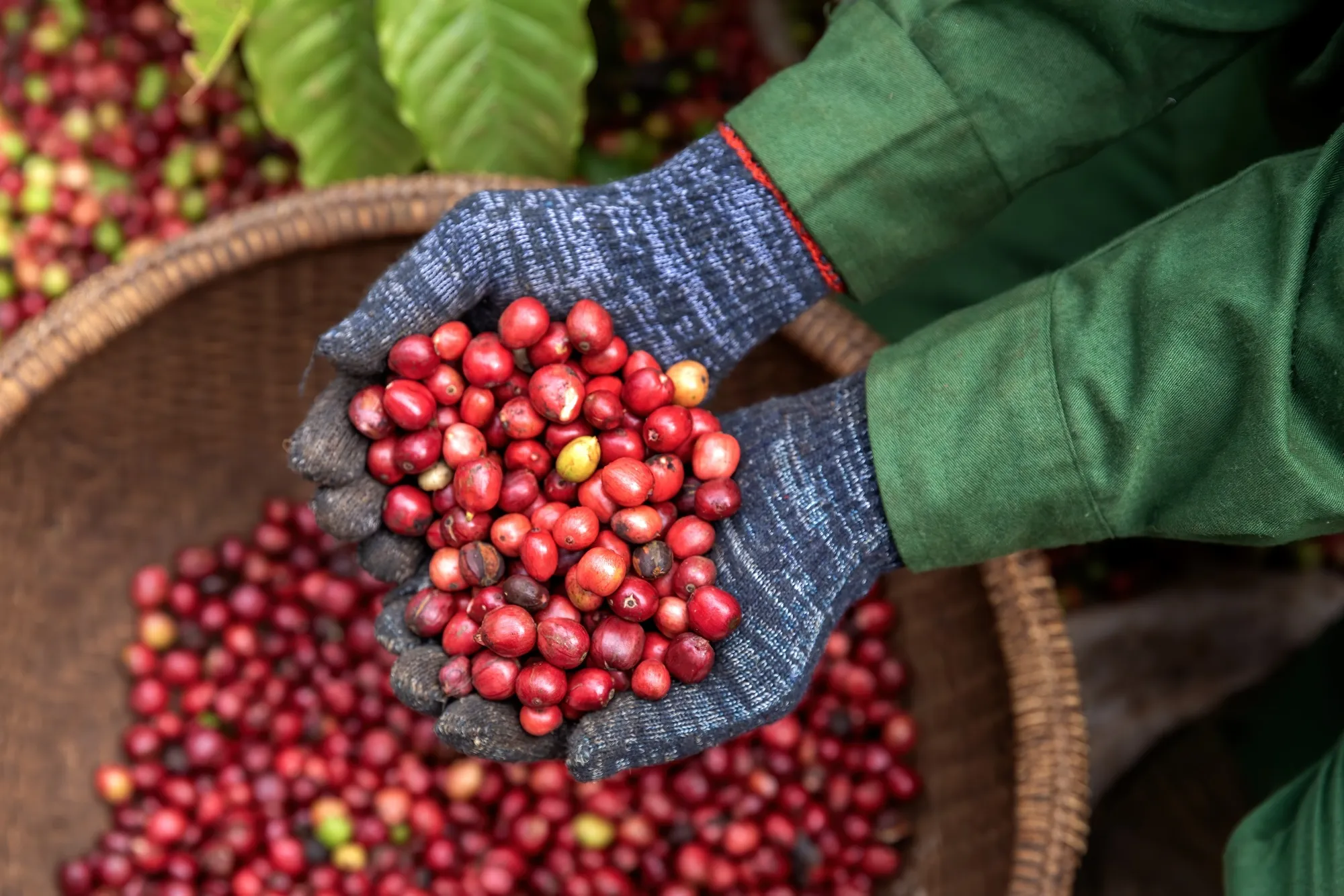 A coffee farm in Vietnam.