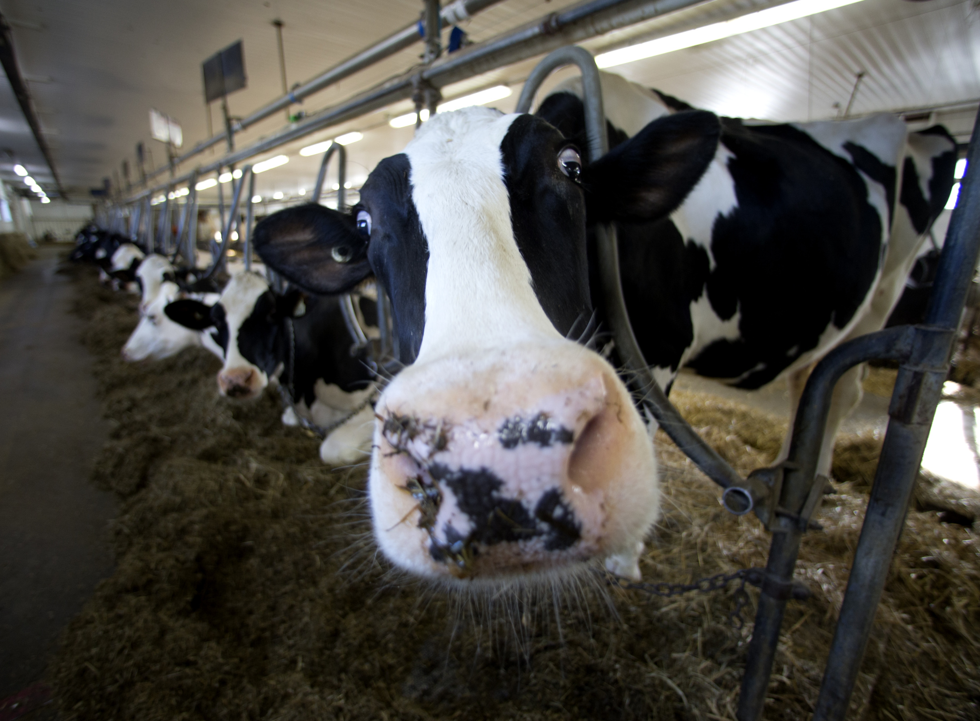 Sex Is Big Business in Dairy Farming and the Focus of Legal Battles -  Bloomberg