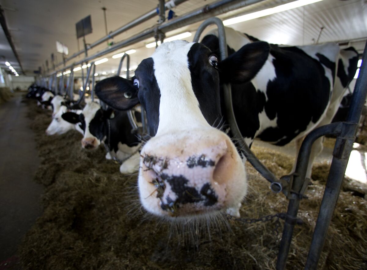 Sex Is Big Business in Dairy Farming and the Focus of ...