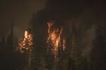 Trees burn during the Caldor Fire in Kirkwood, California.