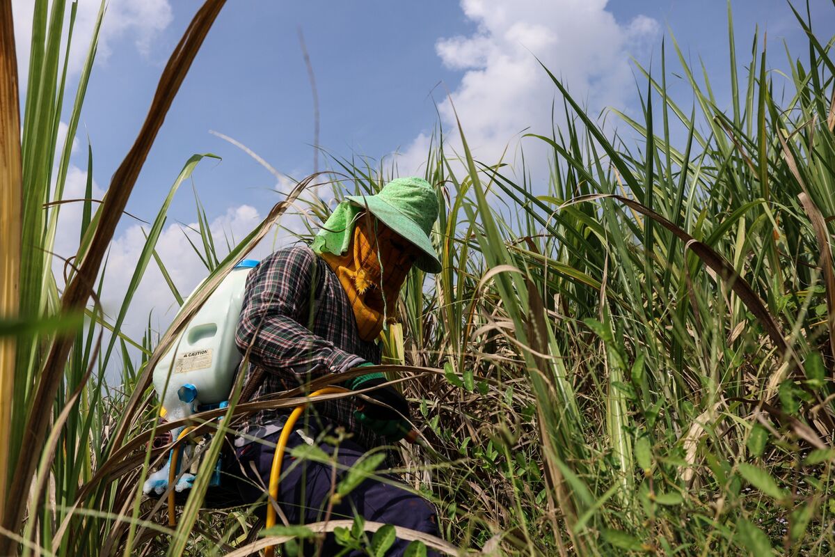 Super El Niño is Set to Turn Sugar Glut to Deficit This Season