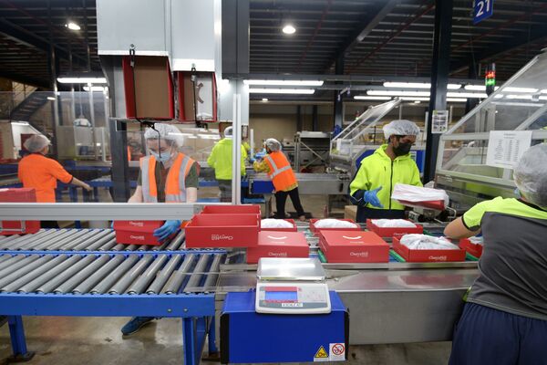Cherry Farm Picking and Packaging In Victoria Ahead of Australia CPI Figures