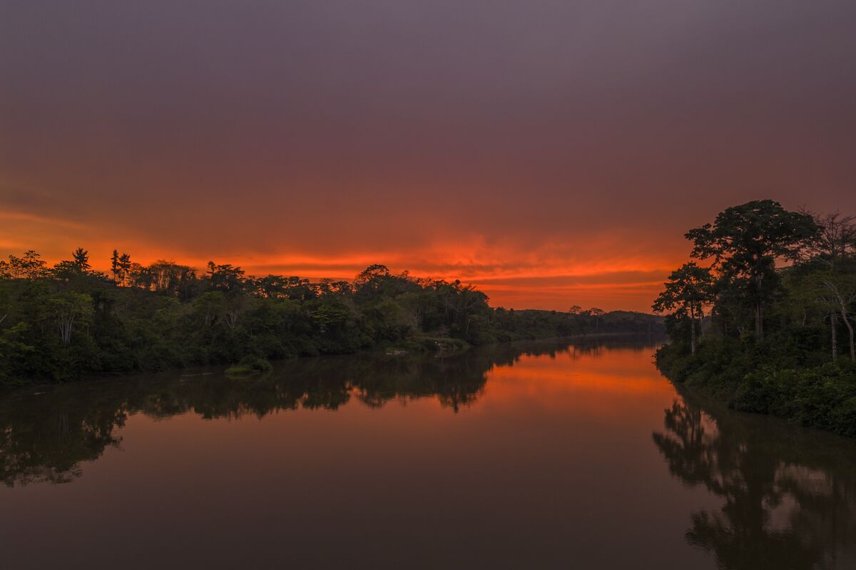 Nature Conservancy Wins Gabon Nature Finance From Bezos, Waltons